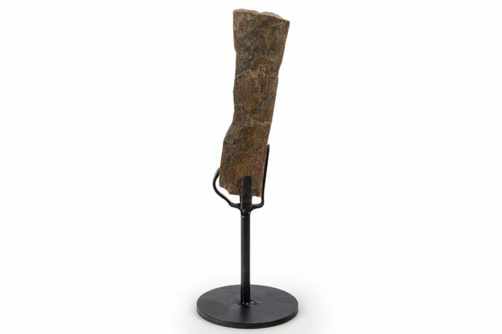 Fossil Hadrosaur Rib Section w/ Metal Stand - South Dakota #339900